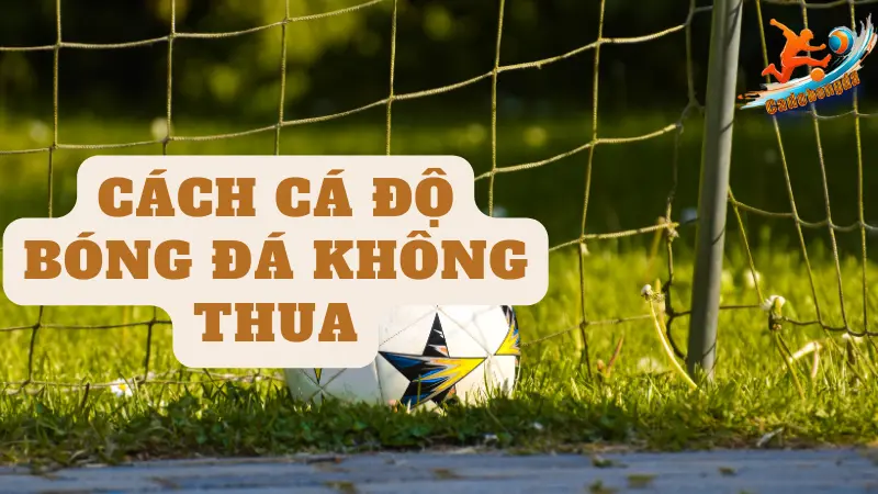 Cách cá độ bóng đá không thua